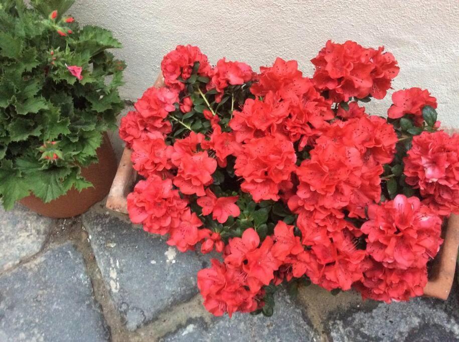 Apartament Giudecca Mia Syrakuzy Zewnętrze zdjęcie